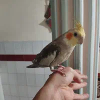 عروس هلندی سخنگو و آواز خوان|پرنده|نورآباد, |دیوار