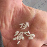 برنج اعلا|خوردنی و آشامیدنی|رشت, استادسرا|دیوار