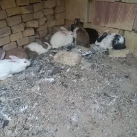فروش خرگوش همه رنگی