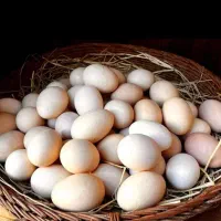 تخم مرغ وتخم اردک محلی