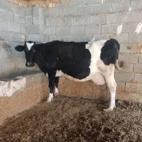 گاو گوساله|حیوانات مزرعه|کامفیروز, |دیوار