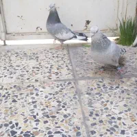 کفتر سینه سبز آبی|پرنده|شیراز, پانصد دستگاه ارتش|دیوار