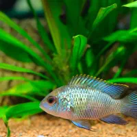 بار بزرگ ماهی آکواریوم از اندونزی رسید|ماهی|همدان, |دیوار