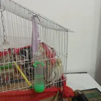 یک عدد عروس هلندی بفروش می رسد. اسم پیکو|پرنده|شفت, |دیوار