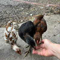 جوجه لاری