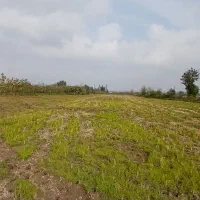 ۱۲۰۰۰mزمین کشاورزی مناسب شالیزارباغ کیوی/گلخانه