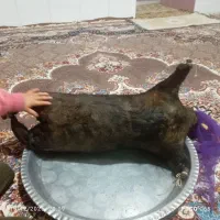 خیگ|ظروف نگهدارنده، پلاستیکی، یکبارمصرف|لردگان, |دیوار