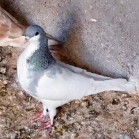 تعداد ۶ عدد کبوتر رنگی پرشی