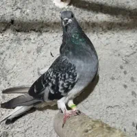 یک جفت کبوتر ماده زور دار|پرنده|ایوان, |دیوار