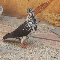 کبوتر زوردار