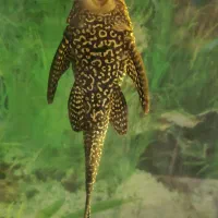 گربه ماهی اسپرت ، لجن خوار ، ۲۵ سانت