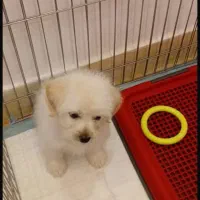 سگ خانگی پودل