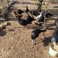 بوقلمون|حیوانات مزرعه|اردبیل, |دیوار