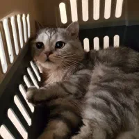 گربه اسکاتیش