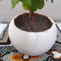 بونسای کراسولا|گل و گیاه طبیعی|کرمانشاه, |دیوار