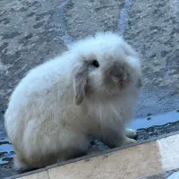 خرگوش لوپ بالغ