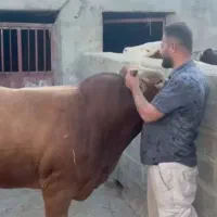 چهار راس گوساله نر سیمینتال جنس وزن 380تا 400|حیوانات مزرعه|حمیل, |دیوار