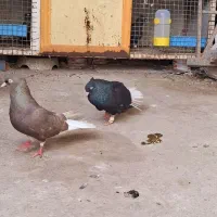 کبوتر دم سفید