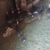 تعداد 18عدد بوقلمون برنزه|حیوانات مزرعه|خواف, |دیوار