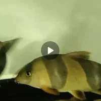 3 عدد ماهی لوچ دلقک درشت پهن کلکسیونی یکجا