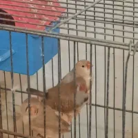 فنچ انگلیسی کینگ