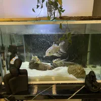 اکواریم و ماهی