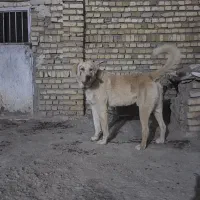 سگ پژدر