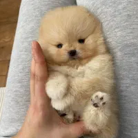 سگ پامر/ پامرانین خرسی تیکاپ|سگ|تهران, تهرانسر غربی|دیوار