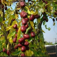 شرکت نهال های تضمینی|خدمات باغبانی و درختکاری|قزوین, |دیوار