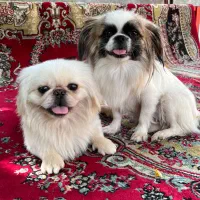 واگذاری سگ پیکینیز امپریال