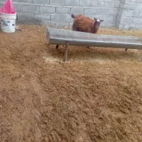 کهره|حیوانات مزرعه|نگار, |دیوار