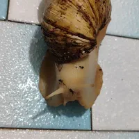 حلزون
