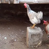 خروس