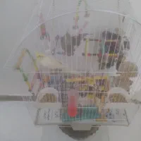 دو عدد طوطی عروس با تمام تجهیزات