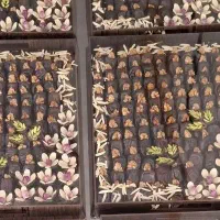 حلوا و خرما