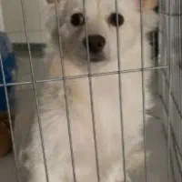 پامر روباهی