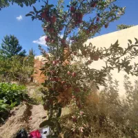 باغ ویلایی|فروش خانه و ویلا|باسمنج, |دیوار