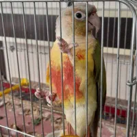 طوطی گرنچیک دستی تخفیف هم میدم