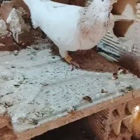 هما..