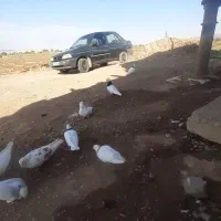 فروشی کبوتر|پرنده|باغ حلی, |دیوار