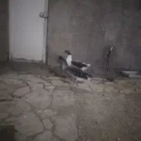 غاز و اردک