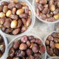 رطب برحی وبریمی