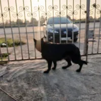 سگ ژرمن بلک ماده اصیل|سگ|پرهسر, |دیوار