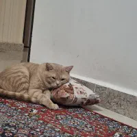 واگذاری گربه