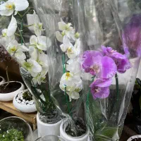 گلدان طبیعی گلدان ارکیده با ارسال