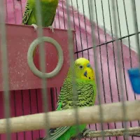 یک جفت مرغ عشق|پرنده|مشهد, نظام دوست|دیوار