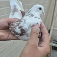 کبوتر تهرانی|پرنده|مبارکه, |دیوار