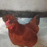 مرغ