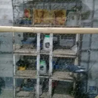 ساخت انواع جفت کن کبوتر طرح دل خواه شما|لوازم جانبی حیوانات|کرمان, |دیوار