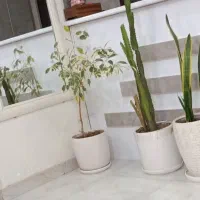 گل کاکتوس خارجی .بنجامین .سانسوریا
